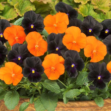 Halloween Mix Pansy Seeds for a bright addition to the flower bed
