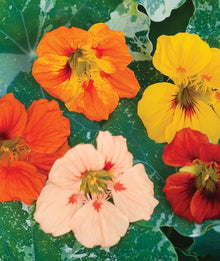 Nasturtium Tropaeolum Majus Alaska Mix Seeds for a bright addition to the Pots, Vertical Garden, and Edible Blooms