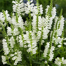 Obedient Plant Physostegia Virginiana White Plants for growers filling out the flower bed borders