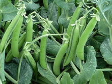 Pea Plant Seeds (Pisum sativum) for a fresh homegrown crop from the Vegetable Patch