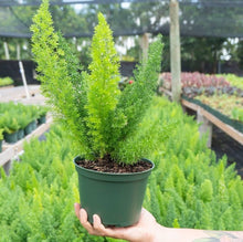 Foxtail Fern Seeds (Asparagus densiflorus) for growers stocking a kitchen garden