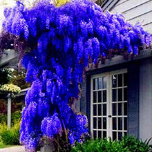 Wisteria Seeds for growers establishing the Bonsai & Home Garden Decoration