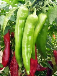 Pepper Seeds for a productive addition to the vegetable patch