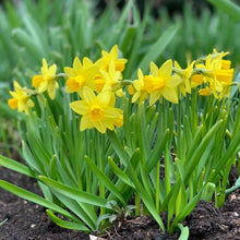 Univalve Daffodil Seeds (Narcissus pseudonarcissus) for colorful blooms in the Garden Borders
