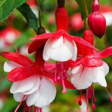 Fuchsia Fuchsia Hybrida Japanese Red White Seeds for growers filling out the Hanging Garden Borders