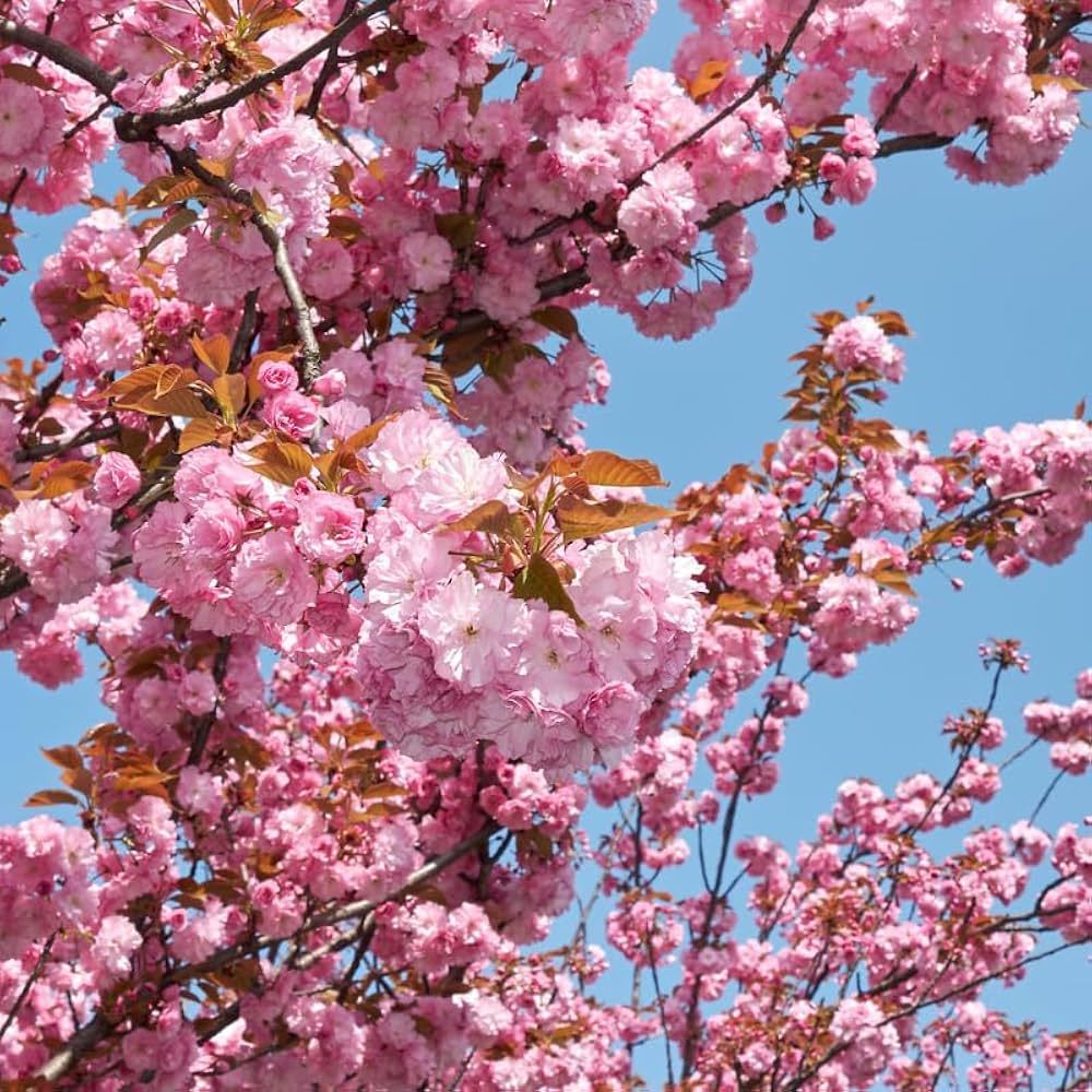 Japanese Cherry Blossoms ��������� Prunus serrulata ��������� for planting in urban garden