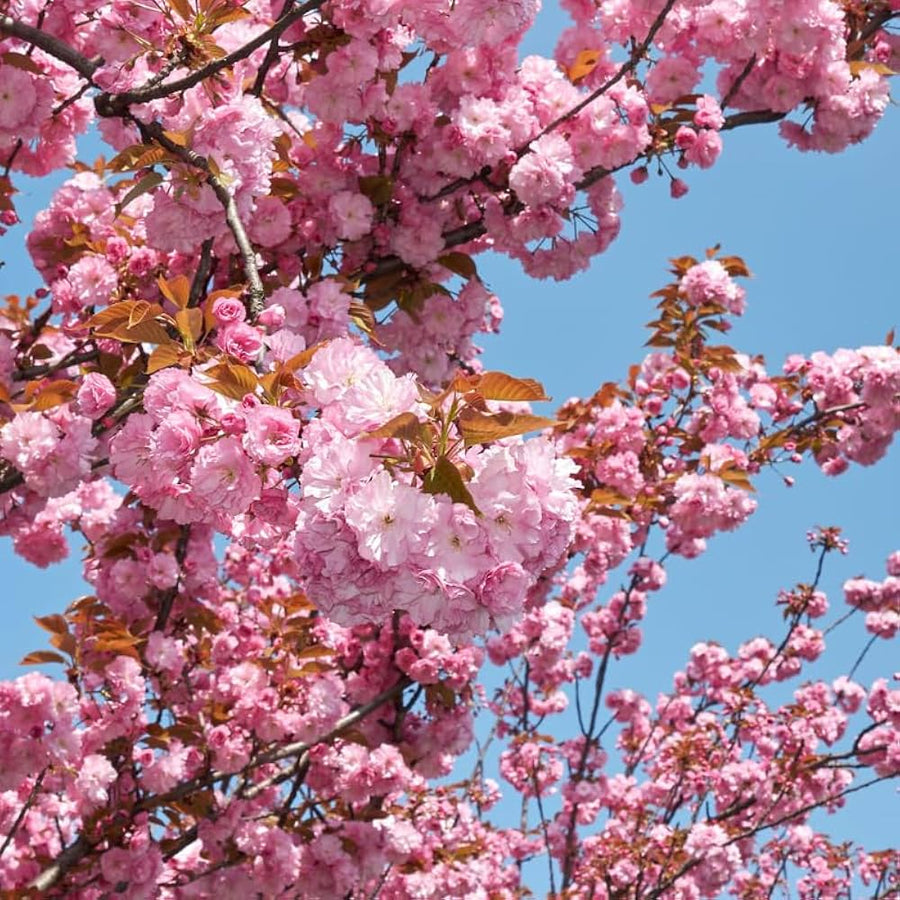 Japanese Cherry Blossoms ��������� Prunus serrulata ��������� for planting in urban garden