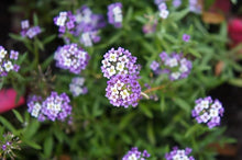 Alyssum Seeds (Lobularia maritima) for seasonal color across the Flower Bed & Garden