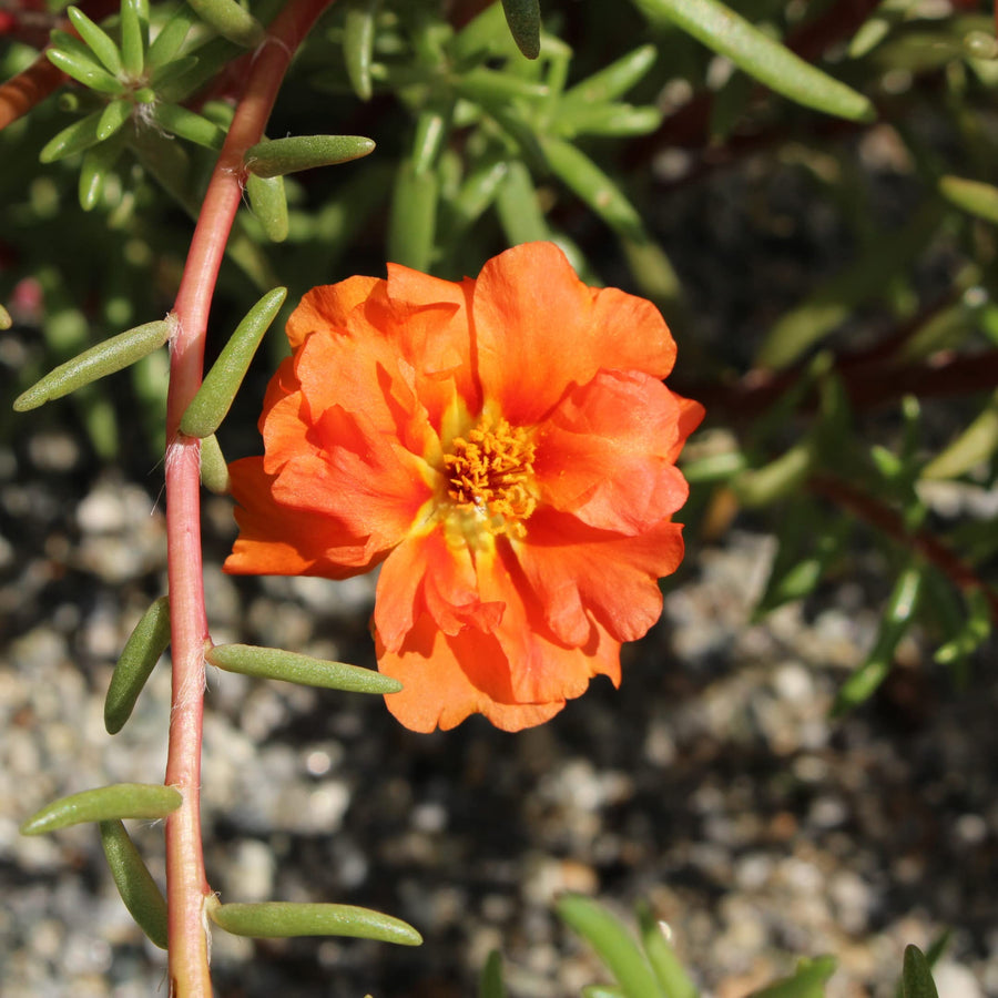 Portulaca Portulaca Grandiflora Orange Moss Rose Flower Seeds for Planting – Flower Seeds for Containers and Sunny Spots