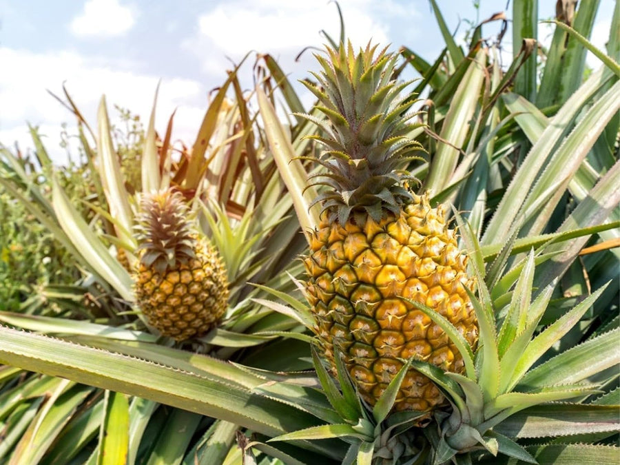 Bromeliad Bromeliaceae family tropical flower seeds for planting in indoor pots or greenhouse garden - for planting in home garden