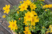 Bidens Golden Star Seeds for gardeners building out beds and borders