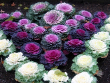 Flowering Kale ‘Coral Queen Red’ Seeds for a productive addition to the vegetable patch