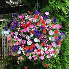 Petunia Mix Polycroma Seeds for reliable seasonal color