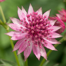 Astrantia Seeds (Astrantia spp.) for a lasting display in the Flower Bed