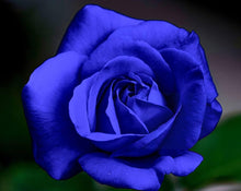 Blue rose flower seeds with free offer