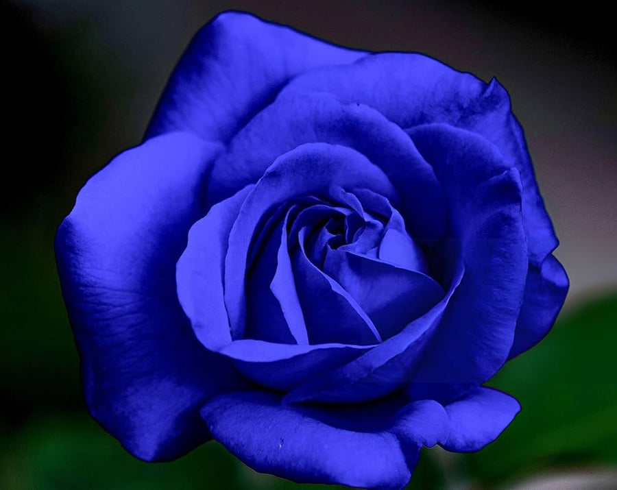 Blue rose flower seeds with free offer