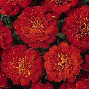 Marigold Flowers Tagetes spp for planting in flower bed