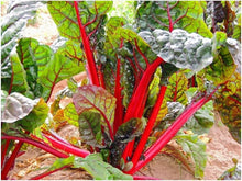 Ruby Red Swiss Chard Beta vulgaris vegetable seeds for planting in vertical garden containers - for planting in home garden