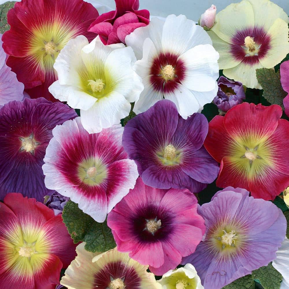 Hollyhock Veshennyaya Mix Alcea rosea flower seeds for planting in home garden or seasonal beds - for planting in home garden