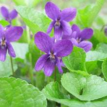 Viola Queen Charlotte Flower Seeds â€“ Soft Lavender-Purple Blooms with a Royal Touch