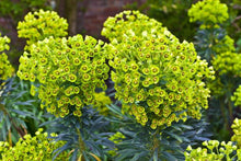 Tropical Spurge Seeds (Euphorbia spp.) for colorful blooms in the Flower Urban Garden