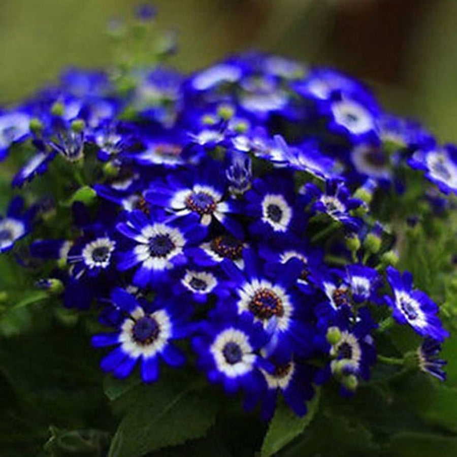 Cineraria Flower Seeds
