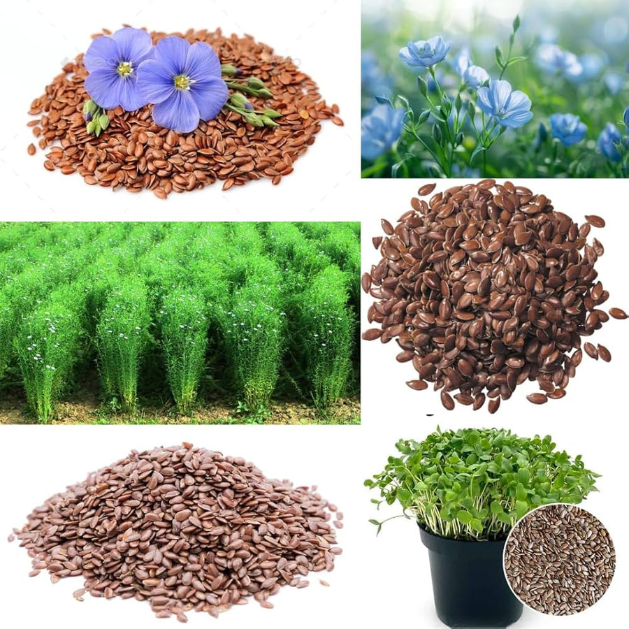 Flaxseed Linum usitatissimum Balcony Seeds