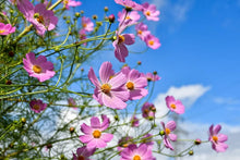 Cosmos Bipinnatus Seeds for gardeners building out beds and borders