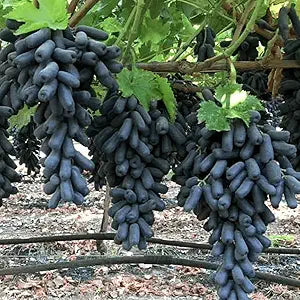 Finger Grape – Vitis vinifera – for planting in home garden