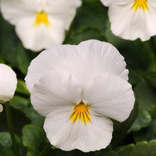 Cool Wave white pansy Viola × wittrockiana flower seeds for planting in backyard gardens - for planting in home garden