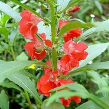 Impatiens Xtreme Violette Seeds (Impatiens walleriana) for seasonal color across the flower beds and shaded gardens