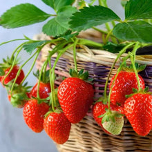Plant Seeds (Eversweet strawberry) for growers wanting a homegrown harvest