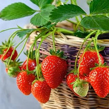 Organic Strawberry Seeds grown for sweet, Juicy Berries