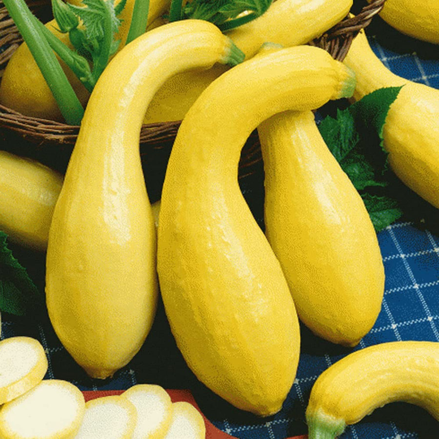 Summer Crookneck yellow squash seeds for planting