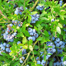 Blueberry Seeds (Vaccinium corymbosum) for sweet homegrown fruit in the home orchards and vegetable patches