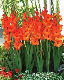 Gladiolus Perennial Flower for Planting Light Orange Garden Seeds for a bright addition to the Light Orange Garden