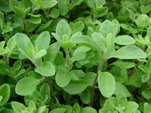 Majoran Seeds (Origanum majorana) for a lasting display in the Herb Garden & Home Garden