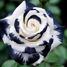 Dark Khaki Rose Rare Perennial Flower - for planting in home garden