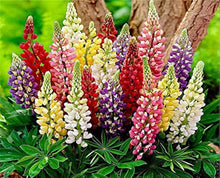 Sweet Blue Lupin Lupinus Polyphyllus Seeds for a bright addition to the Flower Bed & Urban Garden