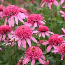 Gum Drop Coneflower Seeds (Echinacea purpurea) for growers filling out the flower beds and home gardens