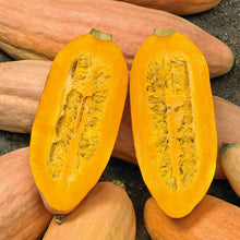 Pink Banana Winter Squash Seeds prized among growers for unique Sweet Harvests