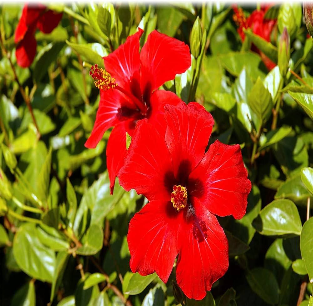 Hibiscus Hibiscus rosa-sinensis Red Teller flower seeds for planting in home garden or garden beds - for planting in home garden