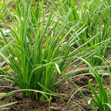 Garlic Chive Seeds (Allium tuberosum) for a fresh homegrown crop from the Herb Garden & Urban Garden