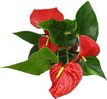 Anthurium Andraeanum Red Rare Seeds for reliable seasonal color