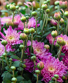 Chrysanthemum Chrysanthemum Morifolium flower Seeds for a bright addition to the backyard gardening and decorative pots