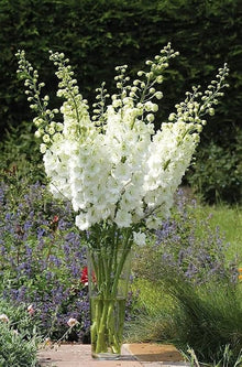 Salmon King Delphinium Seeds (Delphinium elatum) for growers filling out the Cottage Gardens