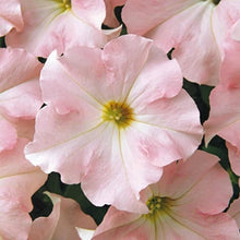 Pelleted Appleblossom Dreams Petunia Seeds
