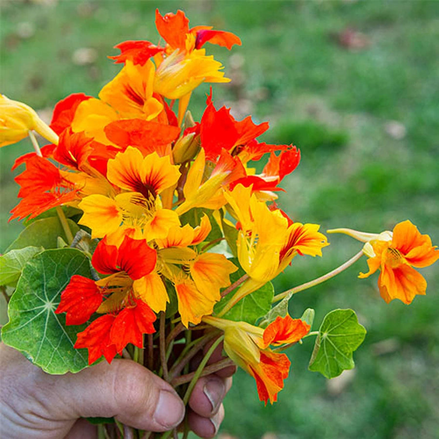 Nasturtium Flower ��������� Tropaeolum majus ��������� for planting in light orange garden
