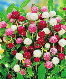 Mixed Color Gomphrena Seeds for seasonal color across the Vibrant Garden