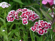 Sweet William Seeds for gardeners building out beds and borders